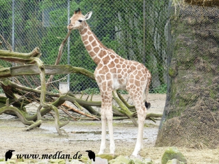 Tierpark; Die 'kleine' Giraffe